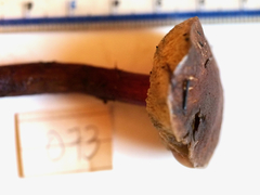 Xerocomellus salicicola