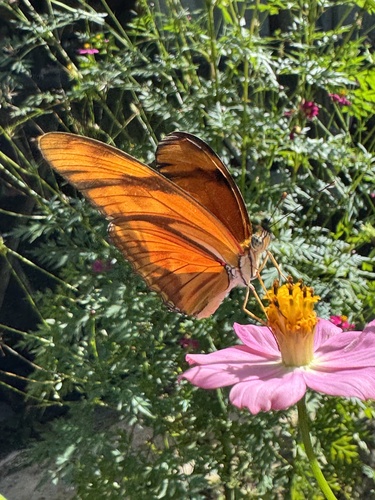 Mariposa Julia Americana