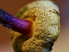 Xerocomellus salicicola