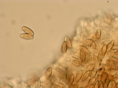Xerocomellus salicicola