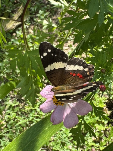 Mariposa Pavo Real Común del Noreste