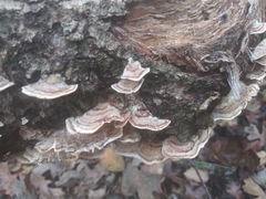 Fungi