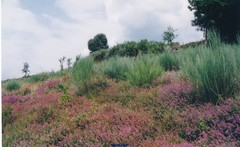 Erica cinerea