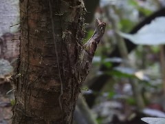 Anolis scypheus