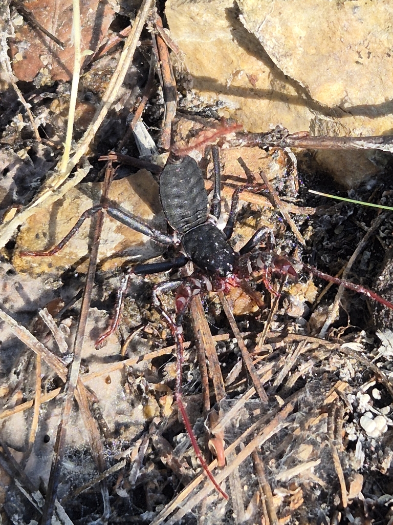 Mastigoproctus vandevenderi