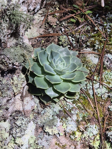 Echeveria chihuahuaensis (Echeveria chihuahuaensis)
