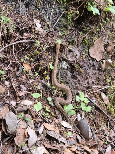 Ridge-nosed Rattlesnake