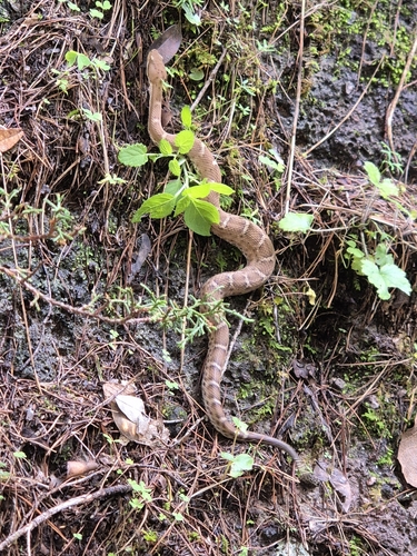 Ridge-nosed Rattlesnake