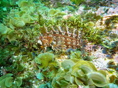 Heteroclinus roseus