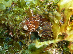 Heteroclinus roseus