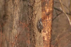 Dryobates villosus villosus