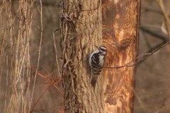 Dryobates villosus villosus