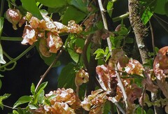Anchietea pyrifolia, photograph author not stated, no rights reserved