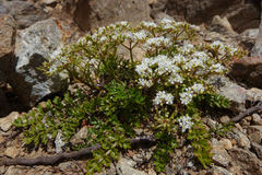Gingidia decipiens