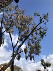 Eucalyptus sideroxylon