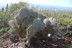 Opuntia gosseliniana