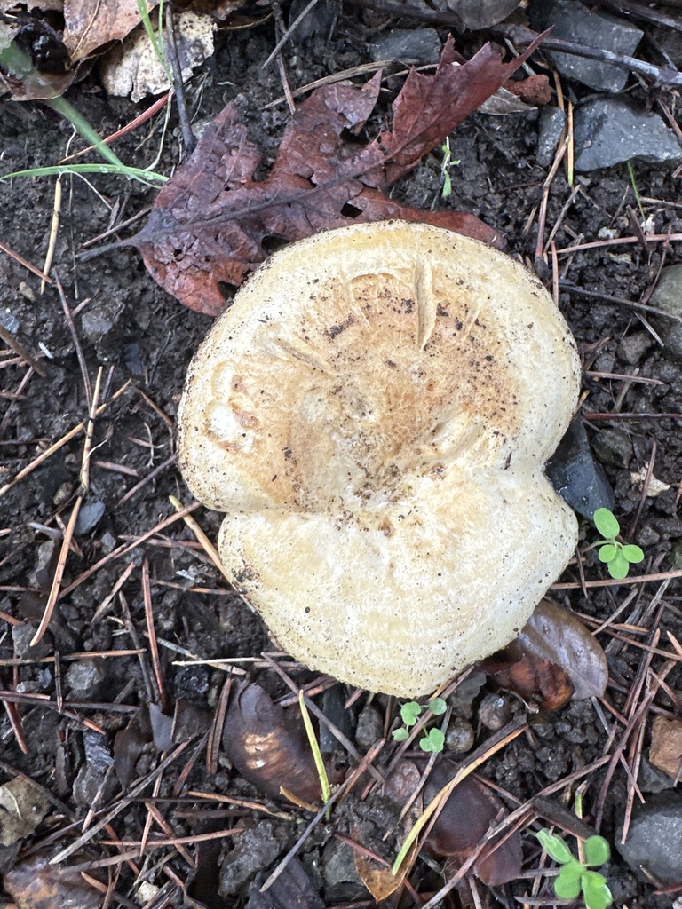 Lactarius alnicola · November 2025 · photo: © stubbie7 (iNaturalist, cc-by)