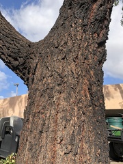 Eucalyptus sideroxylon