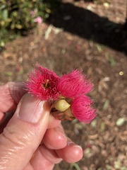 Eucalyptus sideroxylon