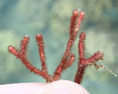 Galaxaura divaricata