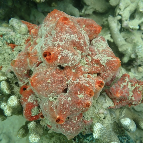 Monanchora clathrata observed 2025-11-20