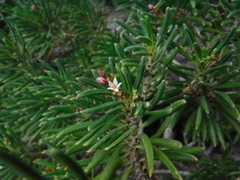 Strumpfia maritima