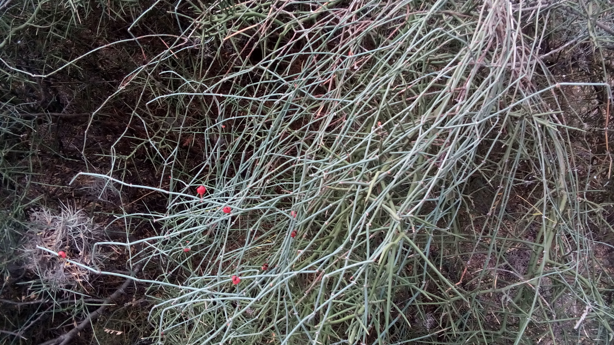 Ephedra pedunculata