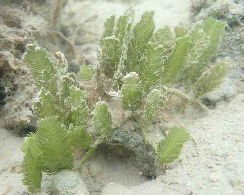 Caulerpa sertularioides observed 2025-11-20