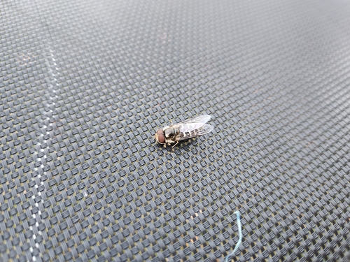 Unknown species found near 2300 E @ 4288 S, Holladay, UT 84124, USA
