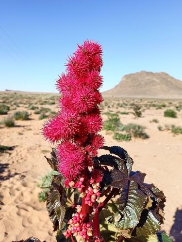 castor bean