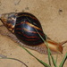 Giant Blonde Snail - Photo (c) heliastes21, some rights reserved (CC BY-NC), uploaded by heliastes21