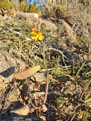 Erythrostemon angulatus, photograph Andrea Eyquem, CC BY, iNaturalist via GBIF