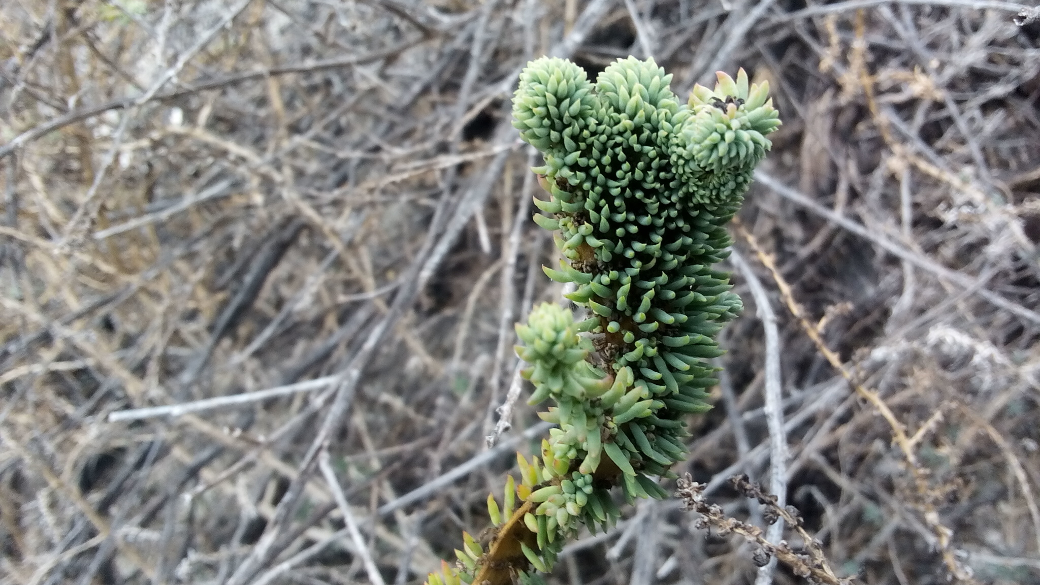 Suaeda mexicana