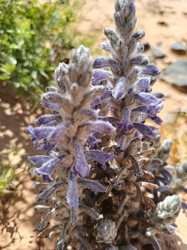 Phelipanche reuteriana