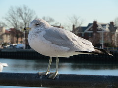 Larus delawarensis