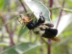 Laphria thoracica