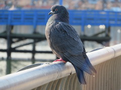 Columba livia domestica