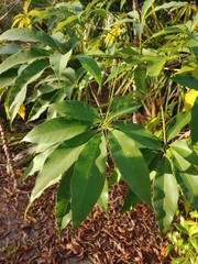 Ceiba speciosa