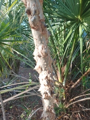 Ceiba speciosa