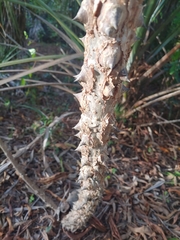 Ceiba speciosa