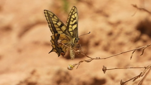 Desert Swallowtail