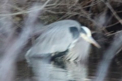 Ardea herodias herodias