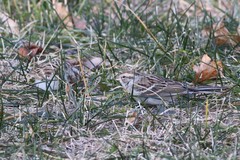 Spizella passerina passerina