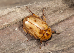 Cyclocephala lunulata
