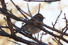 Spizella passerina passerina