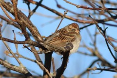 Spizella passerina passerina