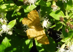 Emesis vulpina
