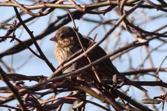 Pooecetes gramineus gramineus