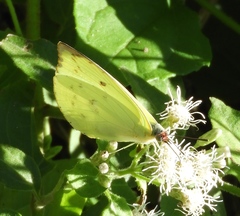 Aphrissa statira statira