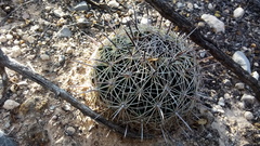Coryphantha delicata